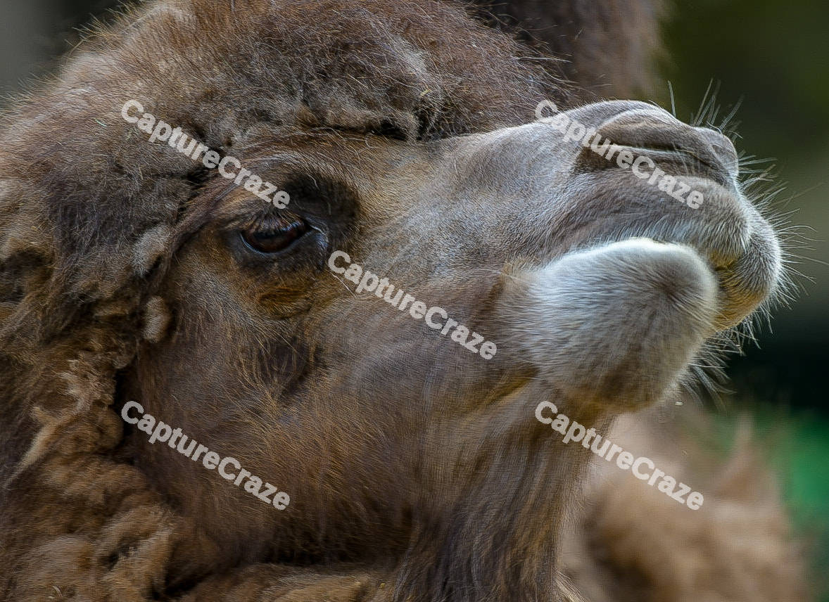 Camel